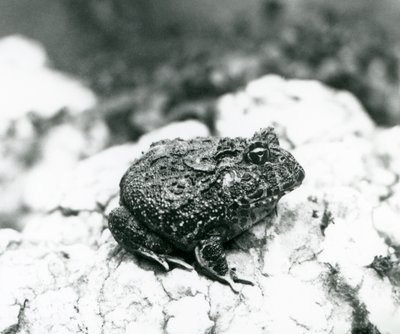 A South American Horned Frog sitting on a rock, London Zoo, August 1928 by Frederick William Bond