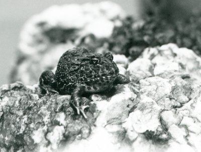 A South American Horned Frog showing its defensive pose, London Zoo, August 1928 by Frederick William Bond