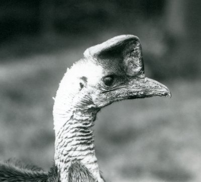 A Southern Cassowary at London Zoo, June 1925 by Frederick William Bond
