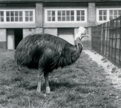 A Southern Cassowary at London Zoo in June 1925 by Frederick William Bond