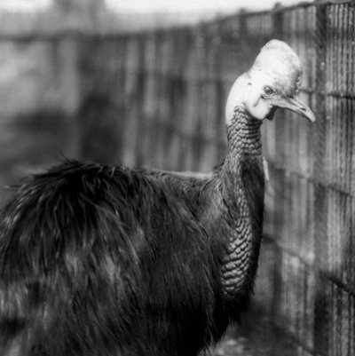 A Southern Cassowary at London Zoo in June 1925 by Frederick William Bond