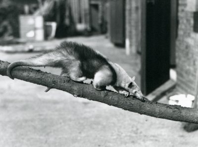 A Southern Tamandua/Collared Anteater/Lesser Anteater, walking along a branch at London Zoo by Frederick William Bond