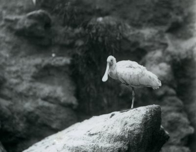 A Spoonbill Standing on a Rock at London Zoo by Frederick William Bond