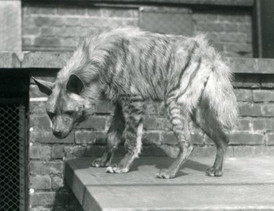 A Striped Hyaena standing on a platform in its enclosure at London Zoo, June 1925 by Frederick William Bond