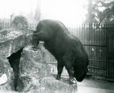 A Takin, also known as a Cattle chamois or Gnu goat, climbing down from rocks, London Zoo by Frederick William Bond