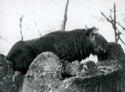A Takin, Also Known as a Cattle Chamois or Gnu Goat, Resting on a Rock, London Zoo, 1925 by Frederick William Bond
