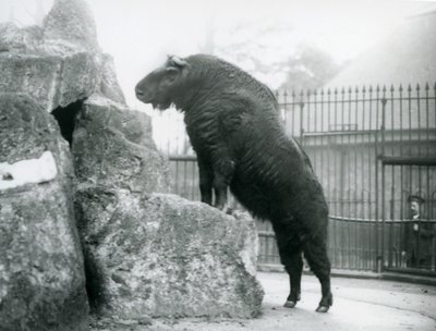A Takin, also known as a Cattle chamois or Gnu goat, standing upright with his front legs resting on a rock, London Zoo by Frederick William Bond