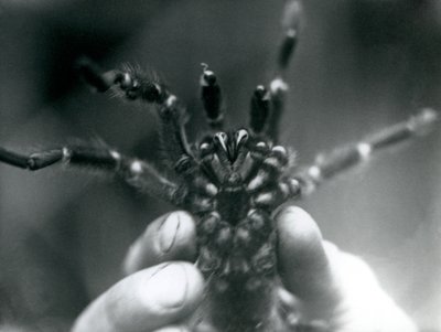 A Tarantula being held up to show its fangs from below, London Zoo, October 1925 by Frederick William Bond
