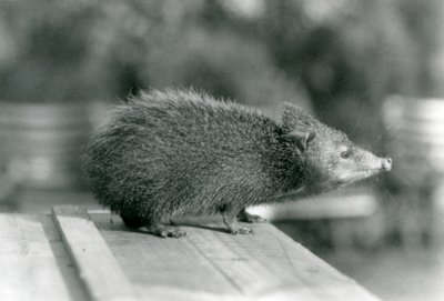 A Tenrec at London Zoo in 1929 by Frederick William Bond