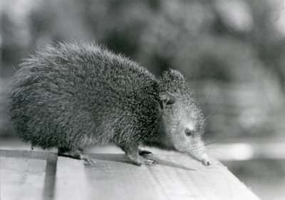 A Tenrec at London Zoo in 1929 by Frederick William Bond