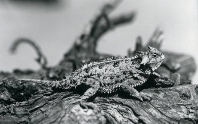 A Texas Horned Lizard resting on a log at London Zoo in September 1928 by Frederick William Bond