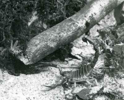 A Texas Scorpion at London Zoo in 1928 by Frederick William Bond