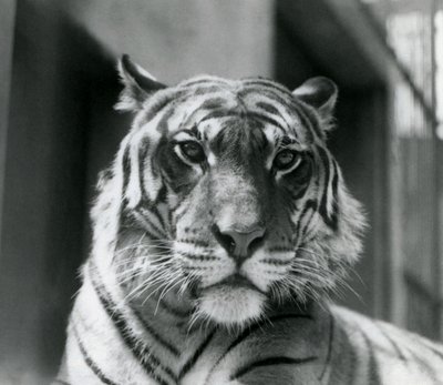 A Tiger at London Zoo in July 1924 by Frederick William Bond
