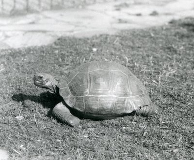 A Tortoise Standing on Grass at London Zoo in 1926 by Frederick William Bond