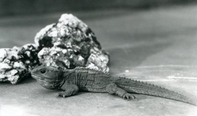 A Tuatara, lying in front of a rock, at London Zoo in 1928 by Frederick William Bond