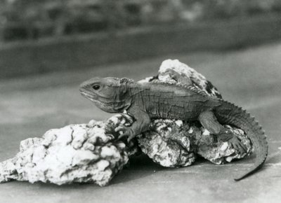 A Tuatara, Lying on a Rock, at London Zoo in 1929 by Frederick William Bond