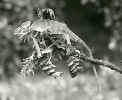 A Veiled or Yemen Chameleon at the End of a Leafy Branch at London Zoo, June 1924 by Frederick William Bond