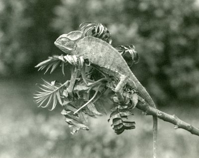 A Veiled or Yemen Chameleon at the End of a Leafy Branch at London Zoo, June 1924 by Frederick William Bond