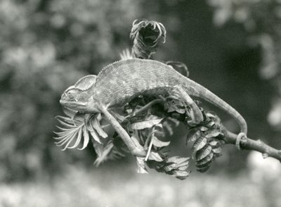 A Veiled or Yemen Chameleon Holds on to the End of a Leafy Branch with Its Prehensile Tail, London Zoo, June 1924 by Frederick William Bond