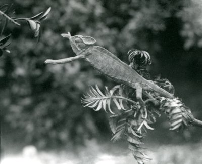 A Veiled or Yemen Chameleon Stands on One Leafy Branch and Reaches Out Towards Another, London Zoo, June 1924 by Frederick William Bond