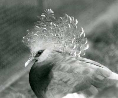 A Victoria Crowned Pigeon at London Zoo by Frederick William Bond