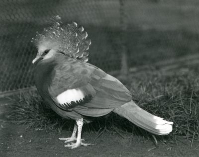 A Victoria Crowned Pigeon Standing on the Ground at London Zoo by Frederick William Bond