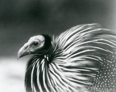 A Vulturine Guineafowl at London Zoo in 1927 by Frederick William Bond