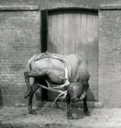 A Wapiti Elk stag standing in his enclosure at London Zoo in September 1927 by Frederick William Bond