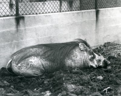 A Warthog sleeping in mud, London Zoo, July 1927 by Frederick William Bond