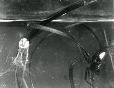 A Water Spider and its air bell underwater, London Zoo, October 1925 by Frederick William Bond
