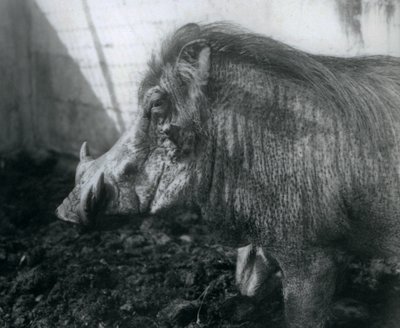 A Warthog Standing in Mud, London Zoo, 1927 by Frederick William Bond