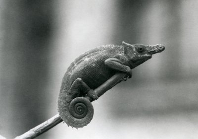 A West Usambara Two-horned Chameleon, London Zoo (1927) by Frederick William Bond