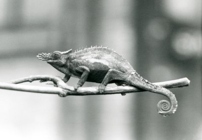 A West Usambara Two-horned Chameleon, London Zoo (1927) by Frederick William Bond