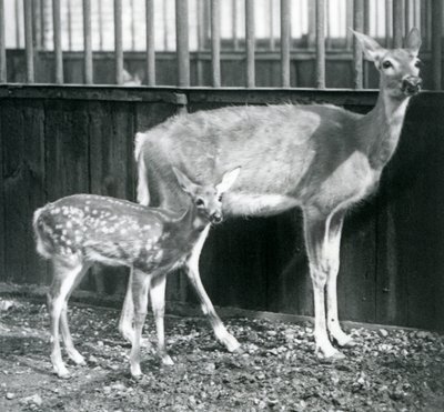 A White-tailed Virginian Deer with her fawn at London Zoo in August 1927 by Frederick William Bond