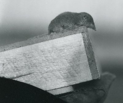 A White-toothed Shrew looking down over the edge of a wooden box, held by a keeper