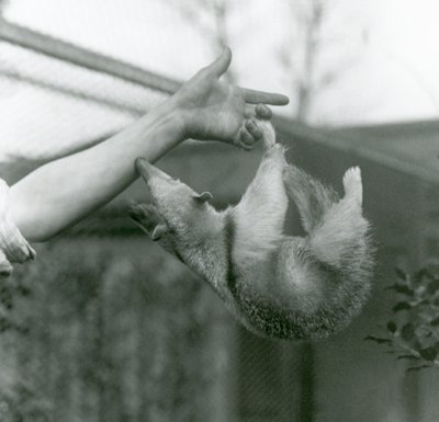 A Young Collared Tamandua hanging on to its keeper
