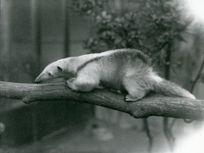 A Young Collared Tamandua walking along a branch at London Zoo, 24th April 1925 by Frederick William Bond