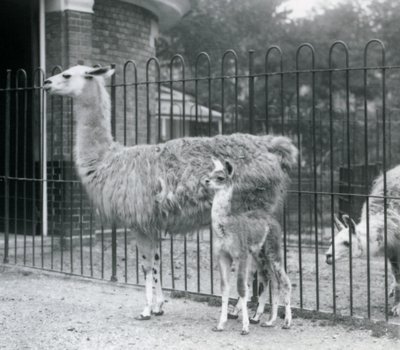 A Baby Llama with Its Mother at London Zoo, 1926 by Frederick William Bond