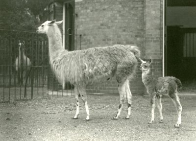 A baby Llama with its mother at London Zoo, 1927 by Frederick William Bond