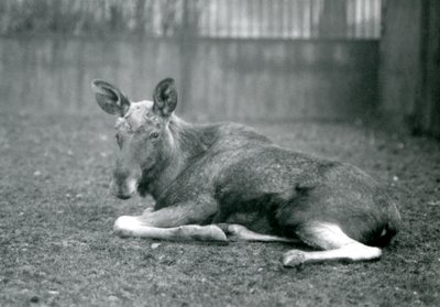 A bull Elk Moose, showing the scars of his recently shed antlers, lying down at London Zoo, January 1926 by Frederick William Bond