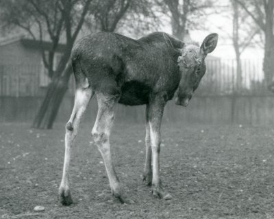 A bull Elk Moose, with wounds of recently shed antlers, standing at London Zoo, January 1926 by Frederick William Bond