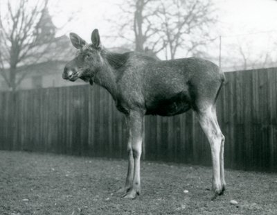 A bull Elk Moose, with wounds of recently shed antlers, standing at London Zoo, January 1926 by Frederick William Bond