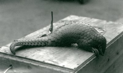 Critically Endangered Chinese Pangolin Peering Down Over the Edge of the Wooden Crate It Is Sitting On, London Zoo, July 1925 by Frederick William Bond