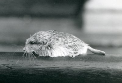 A fat-tailed duprasi gerbil, London Zoo, July 1925 by Frederick William Bond