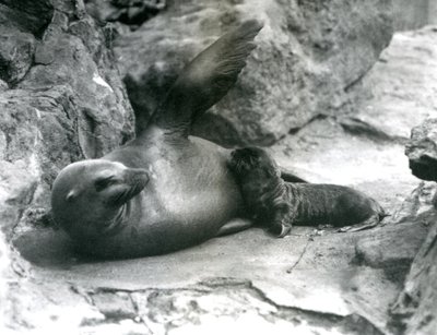 California Sea Lion Feeding Pup at London Zoo, July 1925 by Frederick William Bond