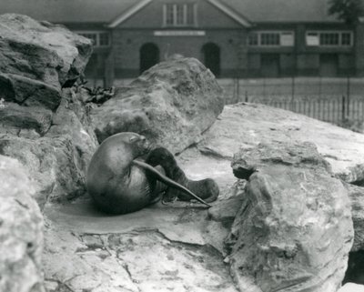 California Sea Lion Feeding Pup at London Zoo, July 1925 by Frederick William Bond