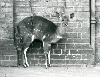 A Female Cape Bushbuck (Imbabala) Standing Against a Wall at London Zoo, October 1927 by Frederick William Bond