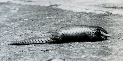 A female Chinese Pangolin at London Zoo in August 1925 by Frederick William Bond