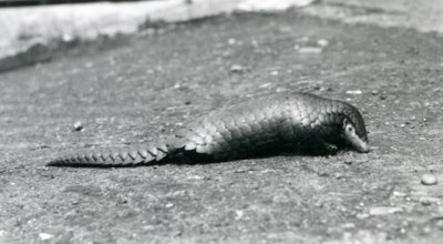 A female Chinese Pangolin at London Zoo in August 1925 by Frederick William Bond