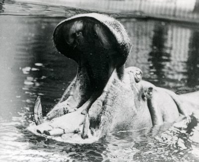 A Female Hippopotamus, 